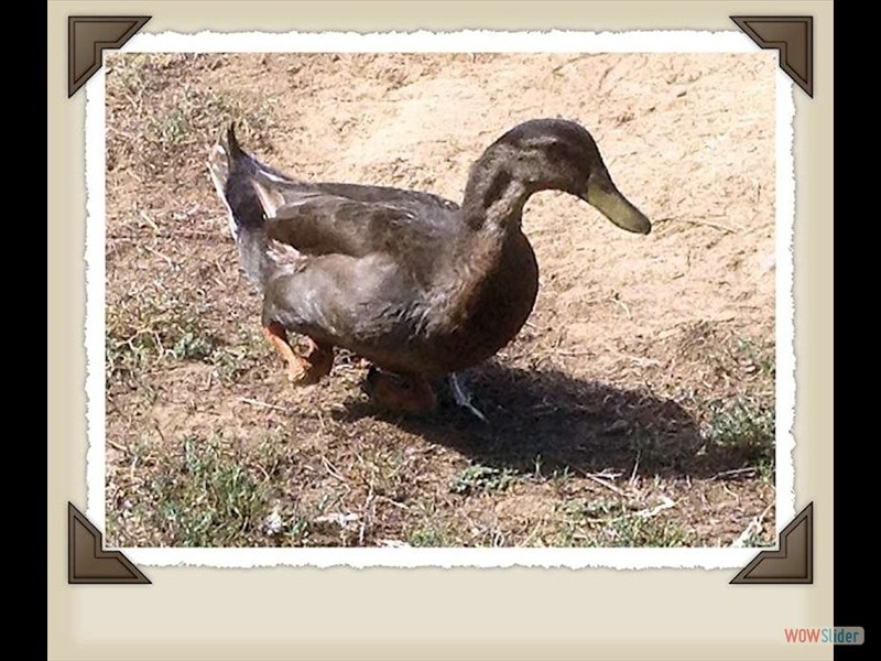 Crippled duck 18 months old