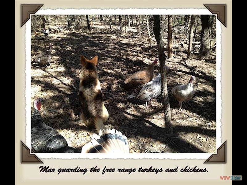 Max guarding turkeys