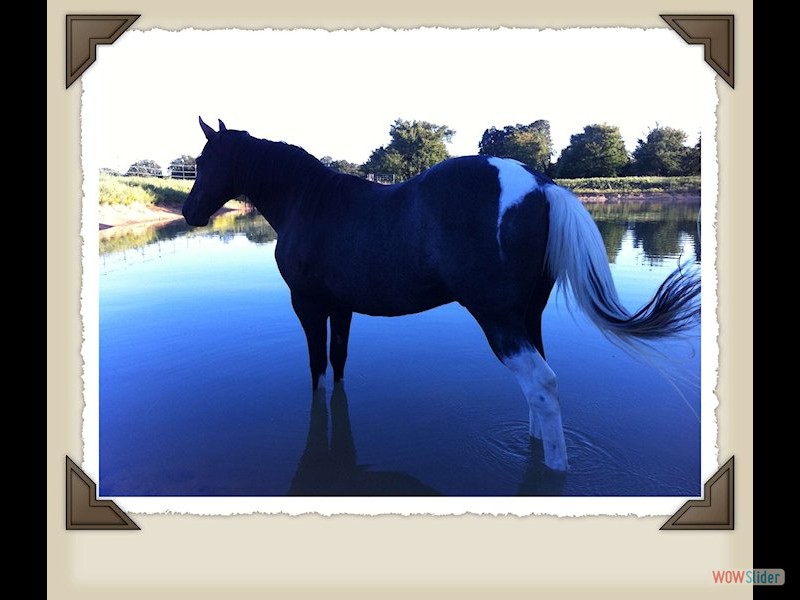 Rocky in the pond