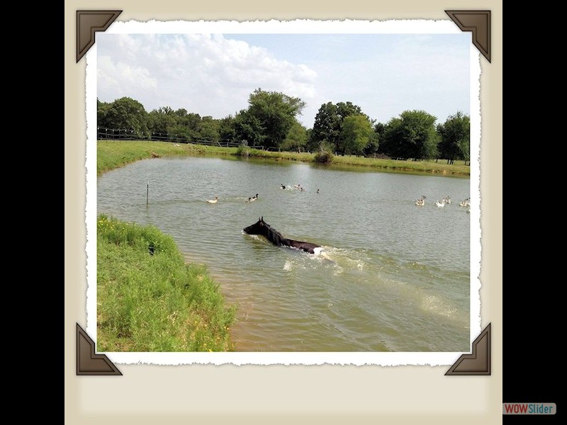 Rocky swimming in the pond