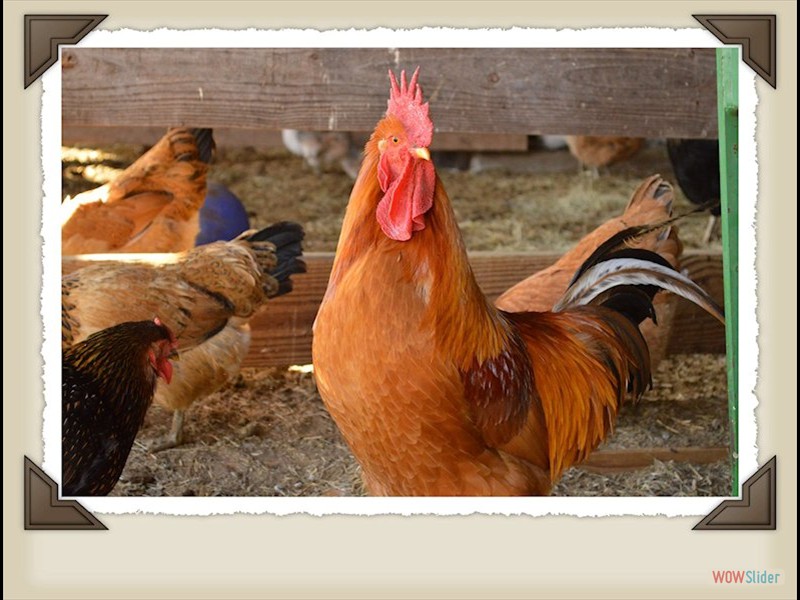 rooster with flock