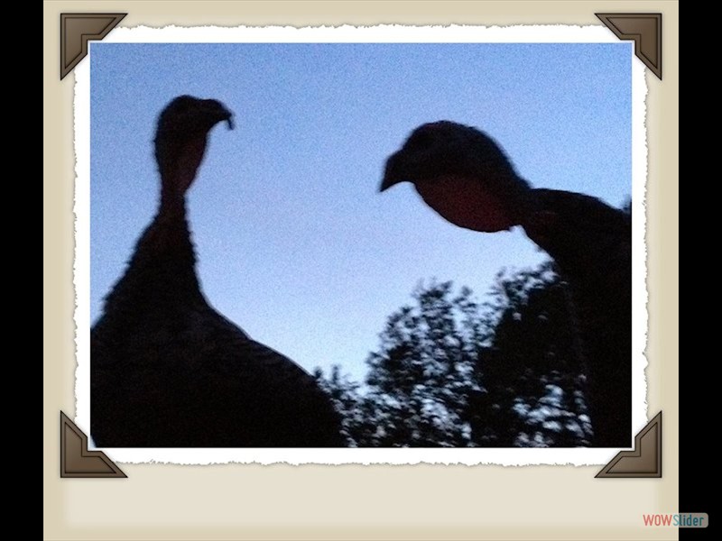 Roosting turkeys