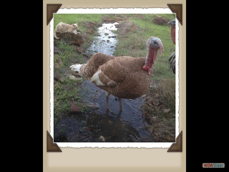 turkey enjoying the stream