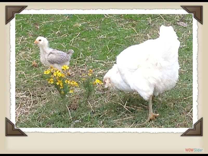 white hen and chick